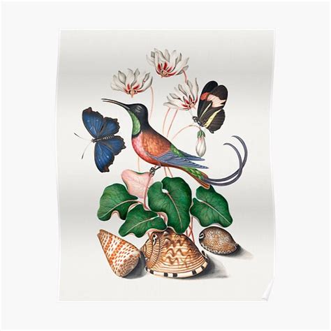 Vintage Birds Butterflies And Flowers Poster For Sale By