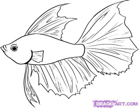 We do not intend to infringe any legitimate intellectual right, artistic rights or copyright. The Betta Fishery: Print 'n colour