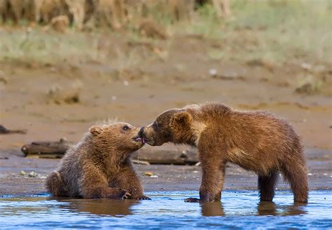 Zenfolio Brian Zeiler Grizzly Bears Kissing Cubs