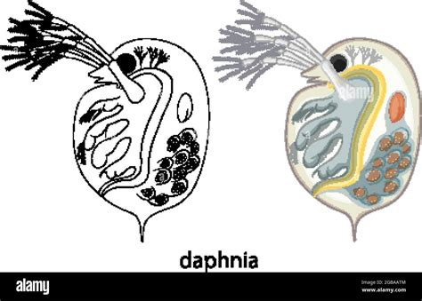 Daphnia In Colour And Doodle On White Background Illustration Stock