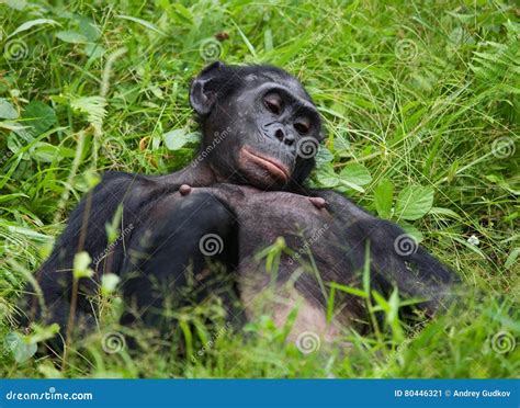Bonobo Lying On The Grass Democratic Republic Of Congo Lola Ya Bonobo