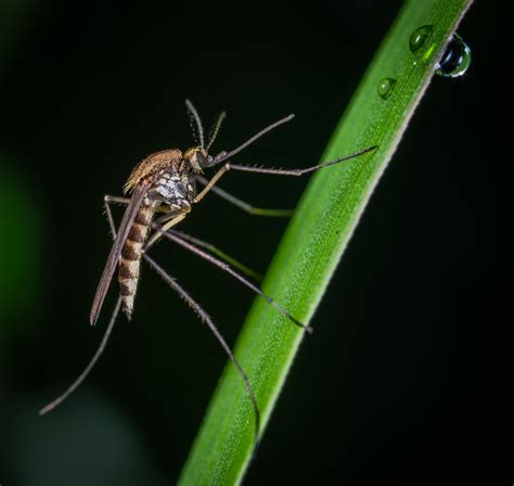 Het westnijlvirus is een flavivirus dat de westnijlziekte veroorzaakt. Update Westnijlvirus bij het paard - Dierenkliniek De Berg