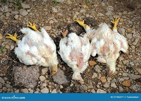Dead Chicken In Poultry Farm Stock Image Image Of Farm Chicken 31186371