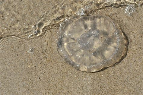 1100 Dead Jellyfish On The Beach Stock Photos Pictures And Royalty