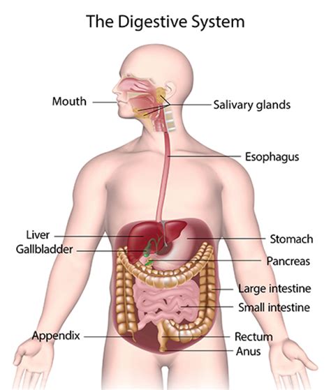 The uppermost part of the body, containing the brain and the eyes, ears, nose, mouth, and jaws. LS: What organ system does the Liver belong to and what ...