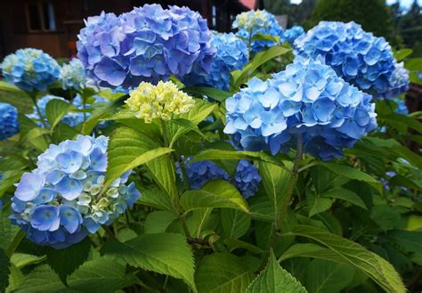 8 Most Beautiful Blue Flowers In The World Gardening Sun