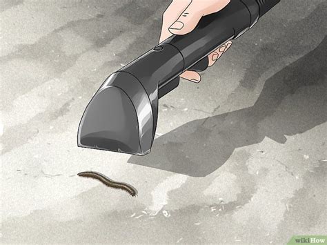 Use home remedies to get rid of gnats. Get Rid of Millipedes (With images) | Millipede, Rid ...