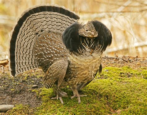 Ruffed Grouse Facts Habitat Diet Life Cycle Baby Pictures