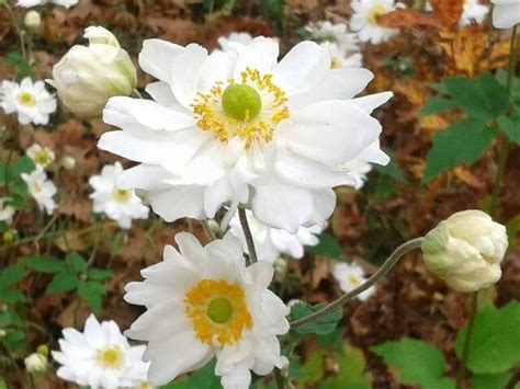 Anemone Japonice Whirlwind White Flowers Against Fall Leaves