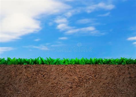 Cross Section Of Grass And Soil Stock Photo Image Of Natural Macro