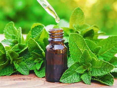 Does Peppermint Oil Keep Mice Away? | Pros & Cons Of DIY Rodent Control