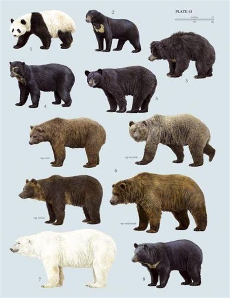 Flannel Friday 5 Bears Bear Species Sloth Bear American Black Bear