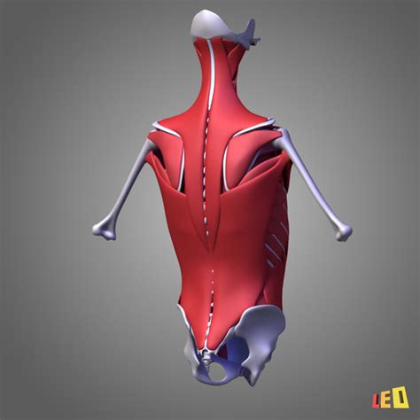 This video is about muscles of the torso. human torso muscles 3d model