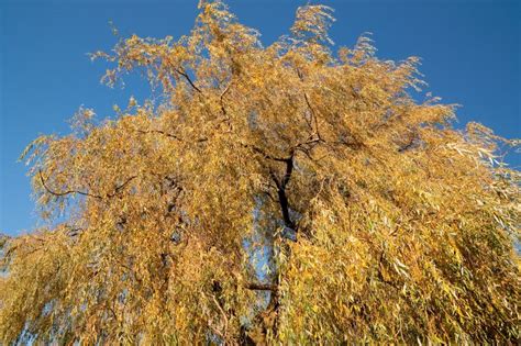 Upper Part Of The Golden Weeping Willow In Autumn Stock Image Image