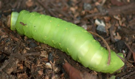 Large Smooth Green Caterpillar Antheraea Polyphemus Bugguidenet