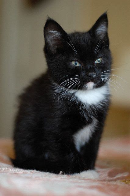 49 Best Tuxedo Cats Images On Pinterest Cute Kittens Kitty Cats And