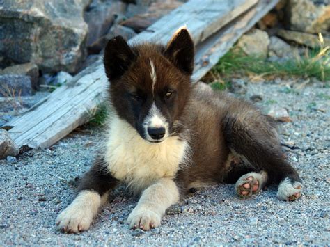 Uummannaq Town Greenland Sled Dog Puppy Arctic Travel Pictures