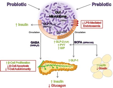One study found that children with autism had significantly different gut microbiota compared to neurotypical children, and. Gut microbiota, obesity and diabetes | Postgraduate