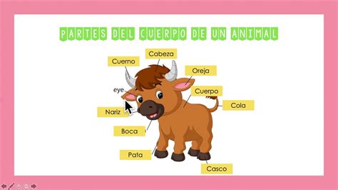 Repaso Las Partes Del Cuerpo De Los Animales Review 2nd Grade Youtube