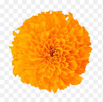 Marigold Png Images Pngegg