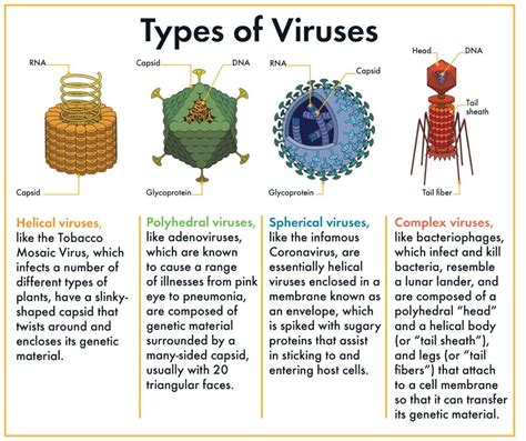 A World Of Viruses Harvard Museums Of Science And Culture