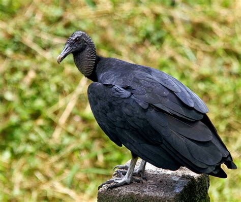 10 Intriguing Black Birds
