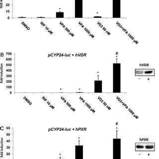 Effects Of Valproic Acid On MAPK Kinases Activation In HEK293 Cells