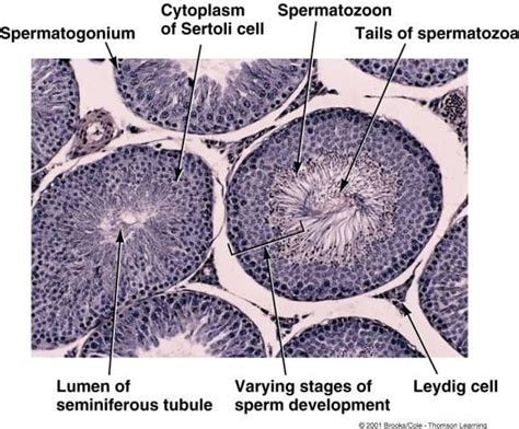 Apii Notes Home Page Reproductive System Human Anatomy And