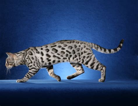Bengal cat history does not date back very far. Bengal Cat One of The World's Most Expensive Cat ...