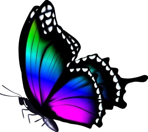 Butterflies Png Image Butterfly Png Images Image Images