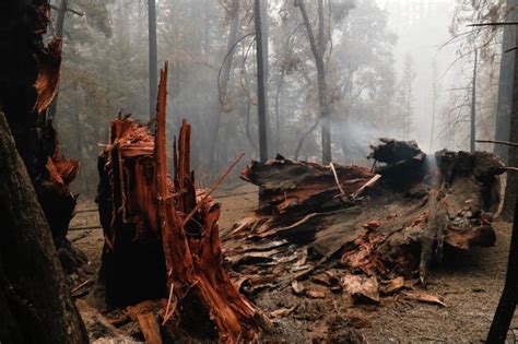 Wildfire Destroys Historic Buildings At Big Basin State Park Some