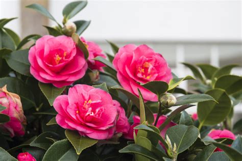 Camellias Their History Meaning And Care Floraqueen En