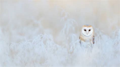 Bing Image Barn Owl England Bing Wallpaper Gallery