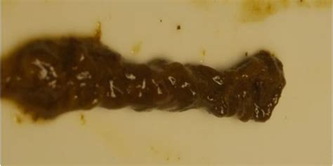 Viele parasiten übertragen häufig andere parasiten, wobei erstere zu den vektoren zählen. Parasiten - und was Dir helfen kann! - Tanz der Farben
