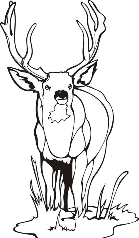 Deer Coloring Pages Kidsuki