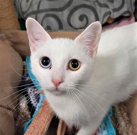 Adopt a white cat in the ACT - Pets4Life