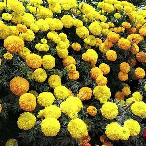 Buy Marigold Seeds Online From Nurserylive At Lowest Price