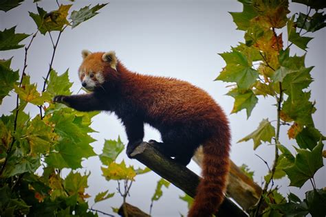 A Red Panda Climbing Up A Tree Branch Photo Free Red Panda Image On