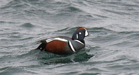 Harlequin Duck Photograph By Judd Nathan Fine Art America