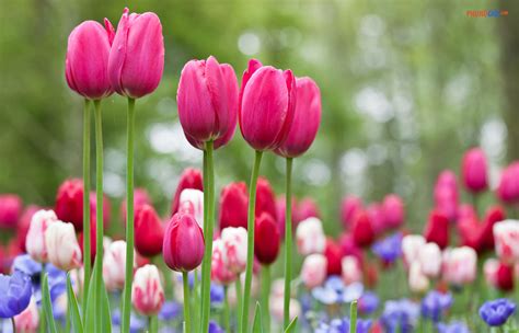 Top Hơn 48 Của Tulip đẹp Hình Nền Hoa Tulip Starkid