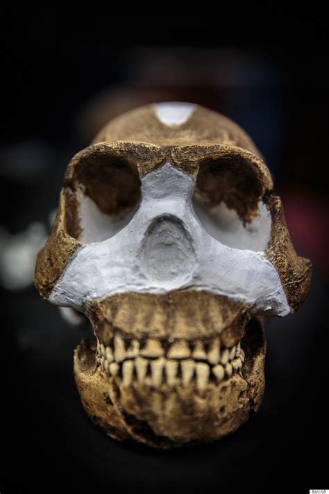 Aufgabe abitur homo naledi : Homo Naledi: New Species Of Ancient Human Discovered In South African Cave | HuffPost UK