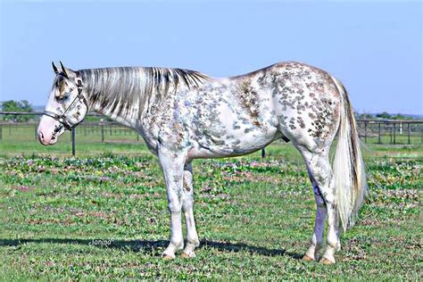 Incredible Colorations On This Horse Rare Horses Rare Horse