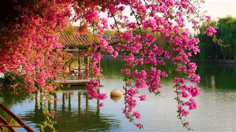 Pink Spring Flowers In The Park Chinese Kunming China Hd Wallpaper
