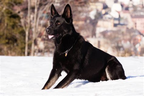 How Rare Are Black German Shepherds Answered Petdt