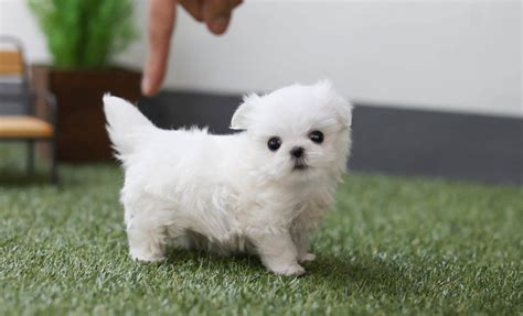 Teacup Dog Breeds Complete Guide About Teacup Dogs