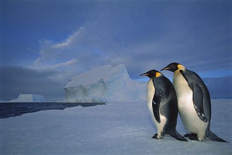 Emperor Penguins At Midnight Antarctica Photograph By Tui