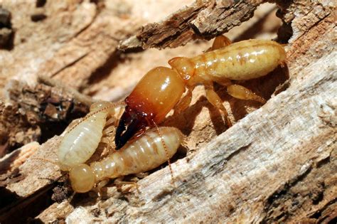 Preventing Termite Damage To Your Katy Texas Home