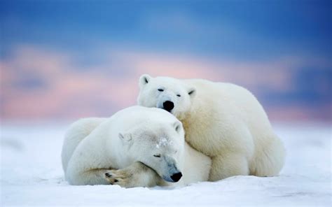 Love Between Two Polar Bears At North Pole Wild Animals