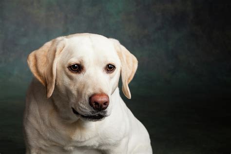Portrait Of A Yellow Labrador Dog Photograph By Animal Images Fine