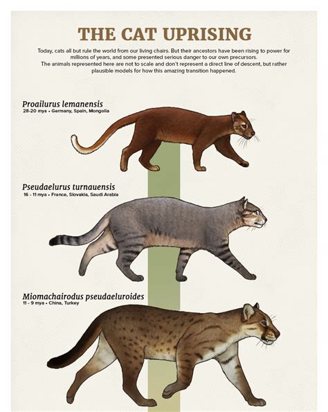 The Casual Paleoartist • Evolution Series The Cat Uprising Today Cats